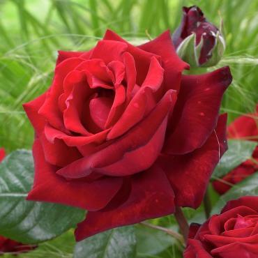 Роза на штамбе Ингрид Бергман 90-100 см.